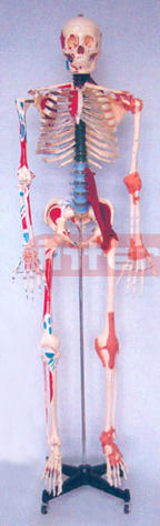 168 CM TALL, HEALTH PAINTED & NUMBERED, HUMAN SKELETON MODEL WITH MULTIFUNCTION DEMONSTRATING & IRON STAND